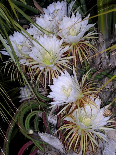 But some have impressive flowers just the same. Florida Flowers and Gardens: Night Blooming Cereus