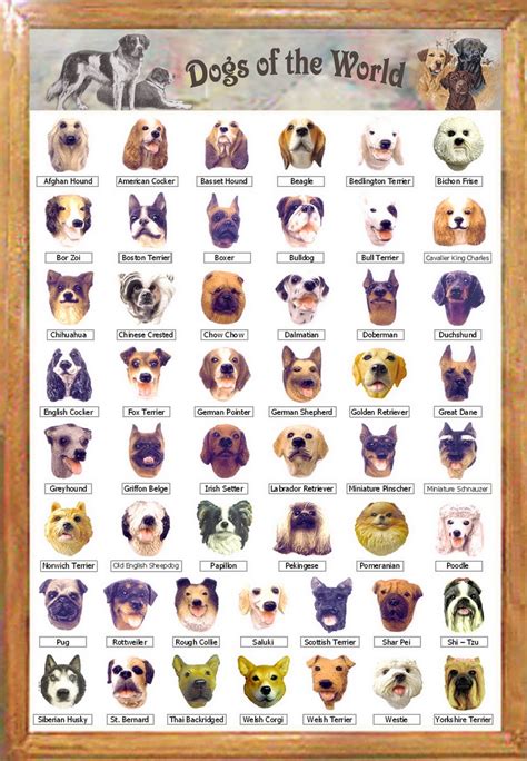 How Many Breeds Of Dogs Are There In The World Dog Breeds