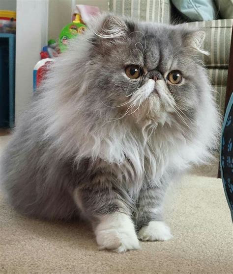 Himalayan Grey Shorthair Himalayan Grey Persian Cat Pets Lovers