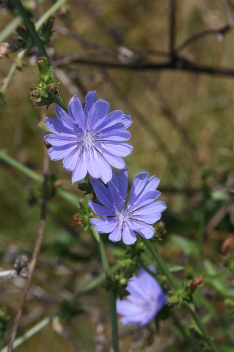 Can you name 7 native plants in michigan? Isabella Conservation District Environmental Education ...