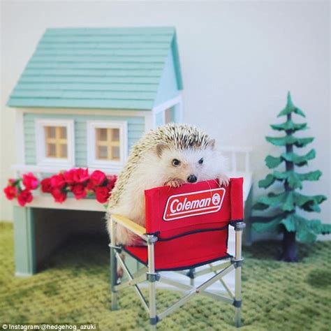 tiny hedgehog goes camping in brilliant photo series daily mail online