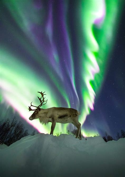Reindeer Under The Aurora Aurora Borealis Observatory