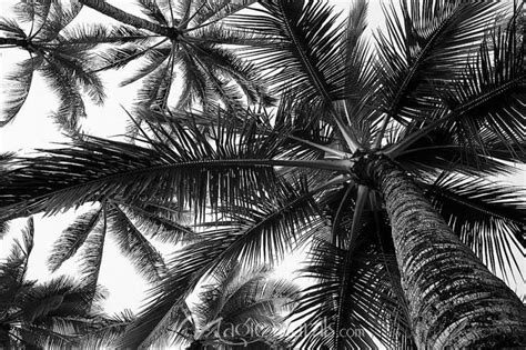 Black And White Palm Tree Wallpaper Stallion Wallpaper