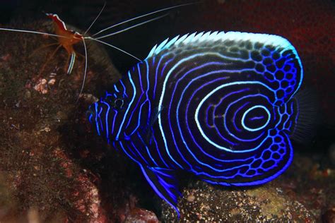 25 Incredibly Colorful Angelfish Photos Stuffmakesmehappy