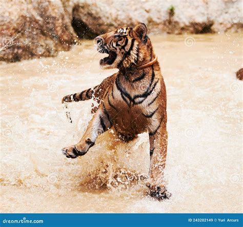 Playful Tiger Splashing Around Tiger Playfully Splashes Around In The