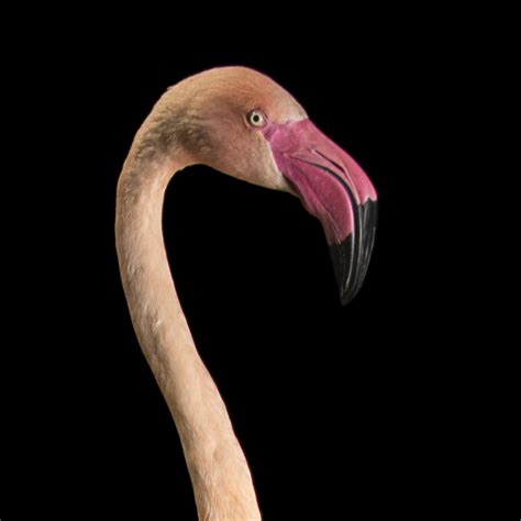 Flamingo Head Drawing