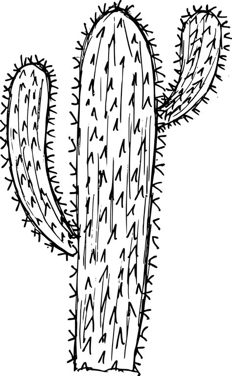 Cactus Outline Png