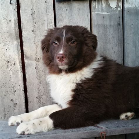 My name is broli and i believe in love. Australian Shepherd Puppies For Sale | Millersburg, OH #271061