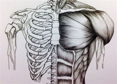 Torso Bonemuscle Study Body Sketches Anatomy Sketches Human Skull