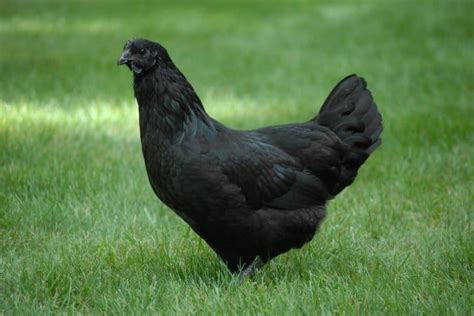 ultimate list of black chicken breeds rare chicken breeds breeds black chickens