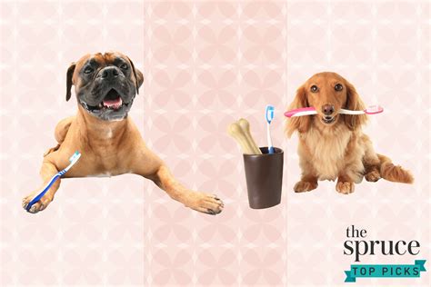 The 8 Best Dog Toothbrushes Of 2021