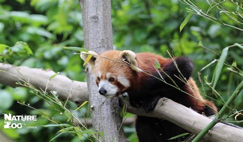 La Fréquentation Dans Les Zoos Et Parcs Animaliers En France En 2022