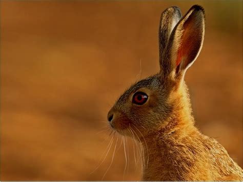 Hare - Animals Photo (10546482) - Fanpop