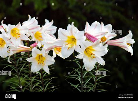 Liliaceae Lilium Regale Wils Regal Lily Lilium Regale Album White Regal