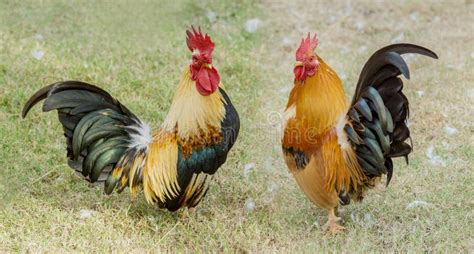 Close Up Portrait Of Two Bantam Chickens Stock Image Image Of Avian