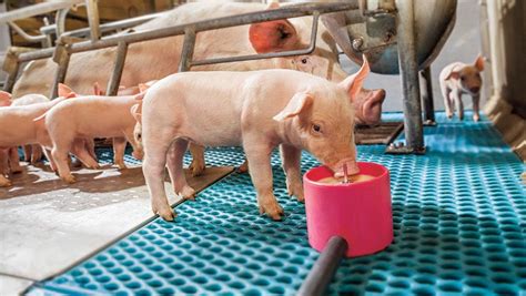 How Supplementary Milk Can Improve Piglet And Sow Production Farmers