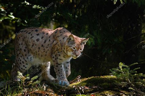 Eurasian Lynx In Forest — Stock Photo © Ondrejprosicky 119148536