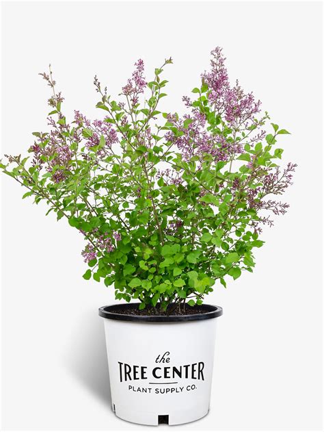 Miss Kim Lilac For Sale Online The Tree Center