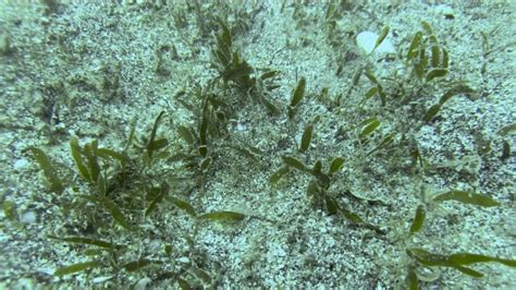Invasive Seaweed Detected At Waiheke Island Divers To Investigate