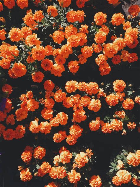 An Overhead Shot Of A Vibrant Orange Flower Bed Flower Aesthetic