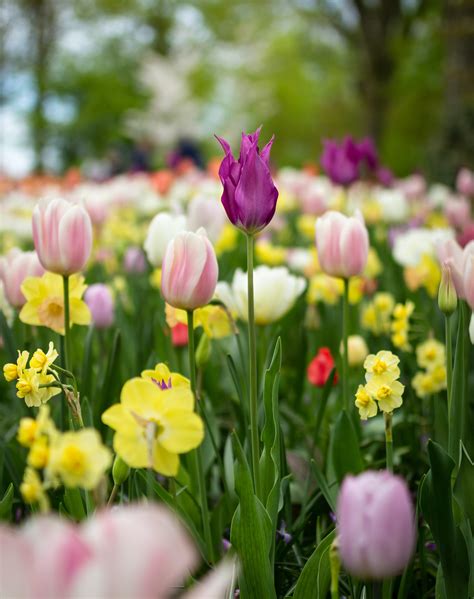 Depth Of Field Photography Of Tulip Flowers · Free Stock Photo