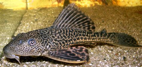 Plecostomus Size Tank Requirements For Different Species 2023