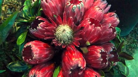 Check spelling or type a new query. #6882, Flores roja extrañas Efecto, Flores exóticas ...