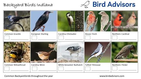 Top 32 Backyard Birds In Indiana Free Id Chart Bird Advisors 2022