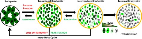 Development Of Bradyzoites Within Tissue Cysts In Vivo All Tissue