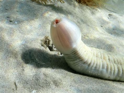 Bizarre Phallic Shaped Creature Found At Bottom The Ocean But What The