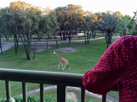 Get A Savanna View With The Best Room At Animal Kingdom Lodge