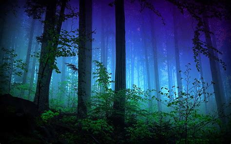 Misty Forest Forest Lovely Grass Woods Bonito Magic Trees Fog