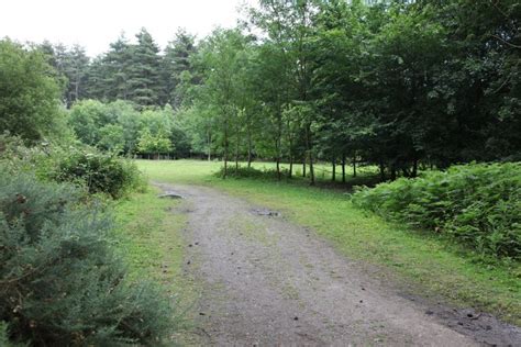 Small Forest Clearing And Adjacent Paths Through The Pine Forest