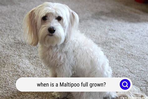 Maltipoo Size Guide Chart And Calculator How Big Do Maltipoos Get