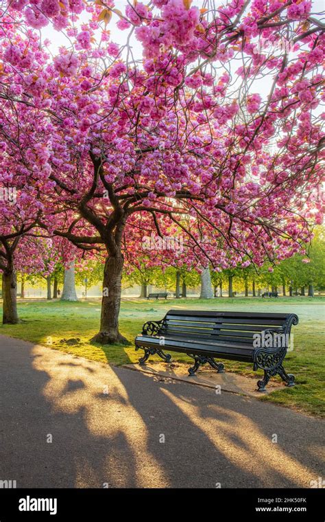 Cherry Blossom In Greenwich Park London England United Kingdom