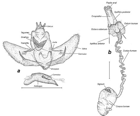 Genitalia De Lucyna Trifida Sp Nov Escala 1 Mm A Genitalia Del