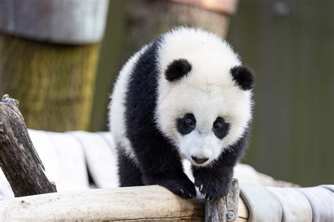Whats New At Smithsonians National Zoo And Giant Panda Viewing