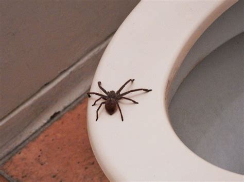 Spider Toilet Meme