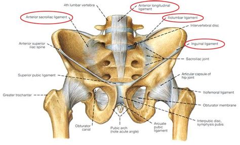 Pelvis anatomy, Anatomy bones, Hip anatomy