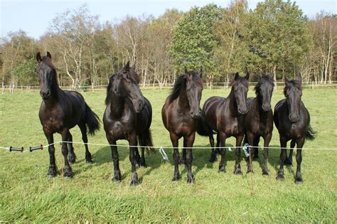 10 Fun Facts About Friesian Horses Forever Horse Crazy
