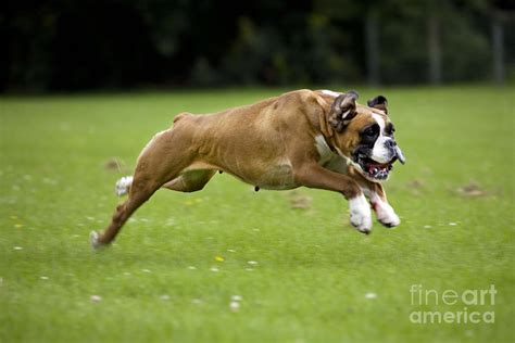 Boxer Dog Running Photograph By Johan De Meester