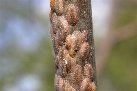 Scale insects fall into two main categories: Citrus Scale Pests: Information On Citrus Scale Control