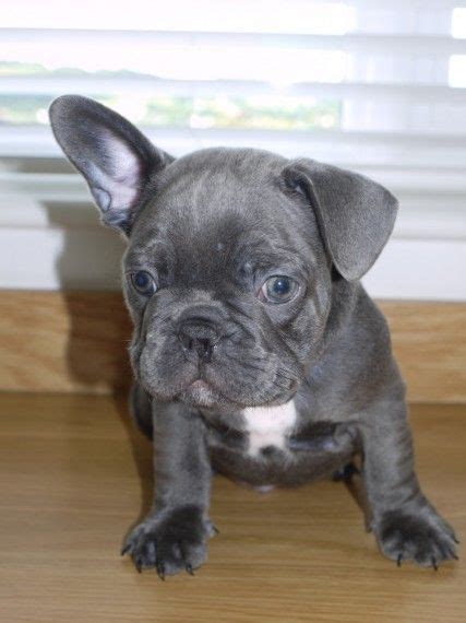 Adopting a french bulldog from french bulldog rescue in canada is one of the best ways to add a new best friend to your life. French Bulldog Puppies For Sale | Columbus, OH #282580