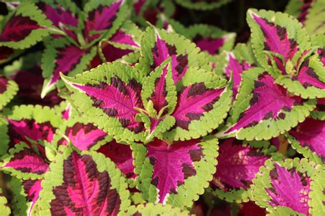 Pink And Green Coleus Plant Graphic By Jlbimages · Creative Fabrica