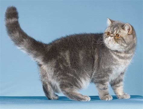 Calico Cats Exotic Shorthair