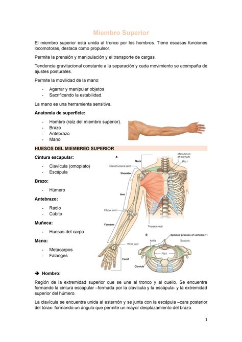 Miembro Superior 1 Anatomia Y Fisiologia Uvc Studocu