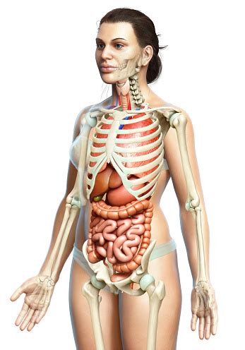 Picture of women\'s internal organs.conditions that affect men and women. 3d Rendered Medically Accurate Illustration Of Female Internal Organs And Skeleton System Stock ...