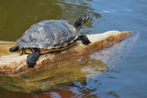 Aquarium Pour Tortue Deau Jardiland Univers Reptiles