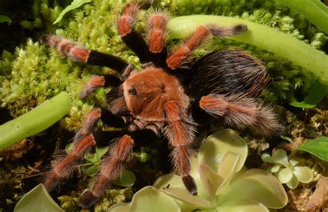 12 Best Pet Tarantulas For Beginners