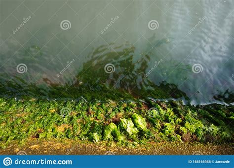 The Boundary Between Life On Earth And Underwater Life Stock Photo Image Of Side Keep 168166988